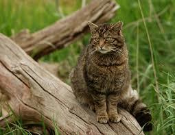 British Wildlife Centre